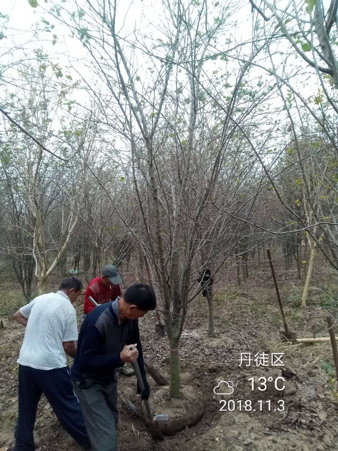 西府海棠图片