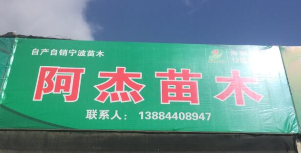 阿杰苗木图片