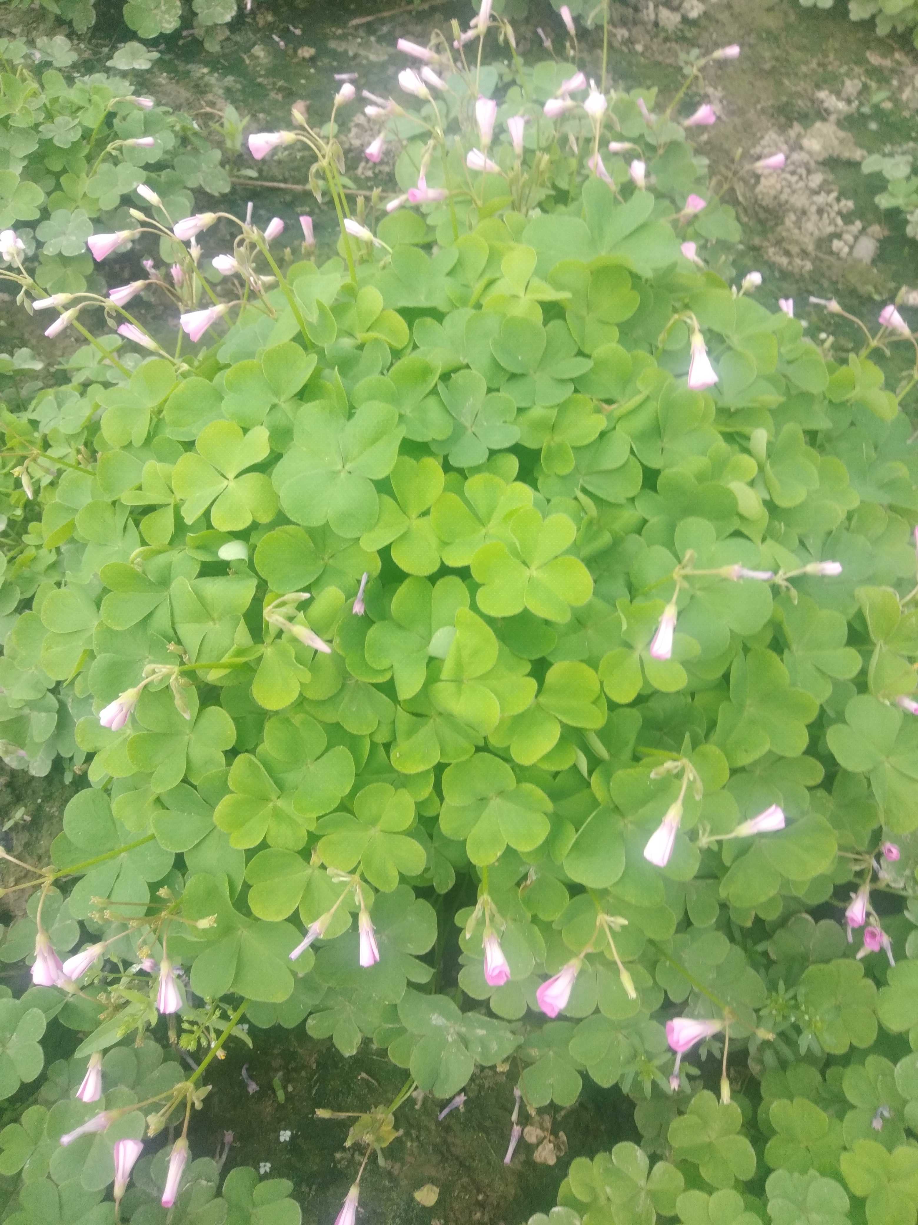 红花酢浆草图片
