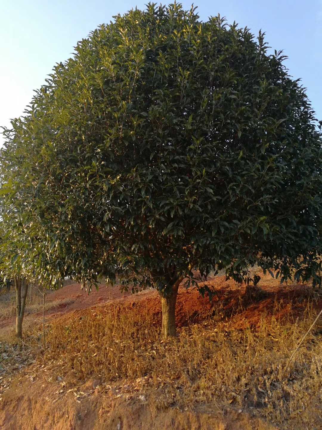 桂花图片