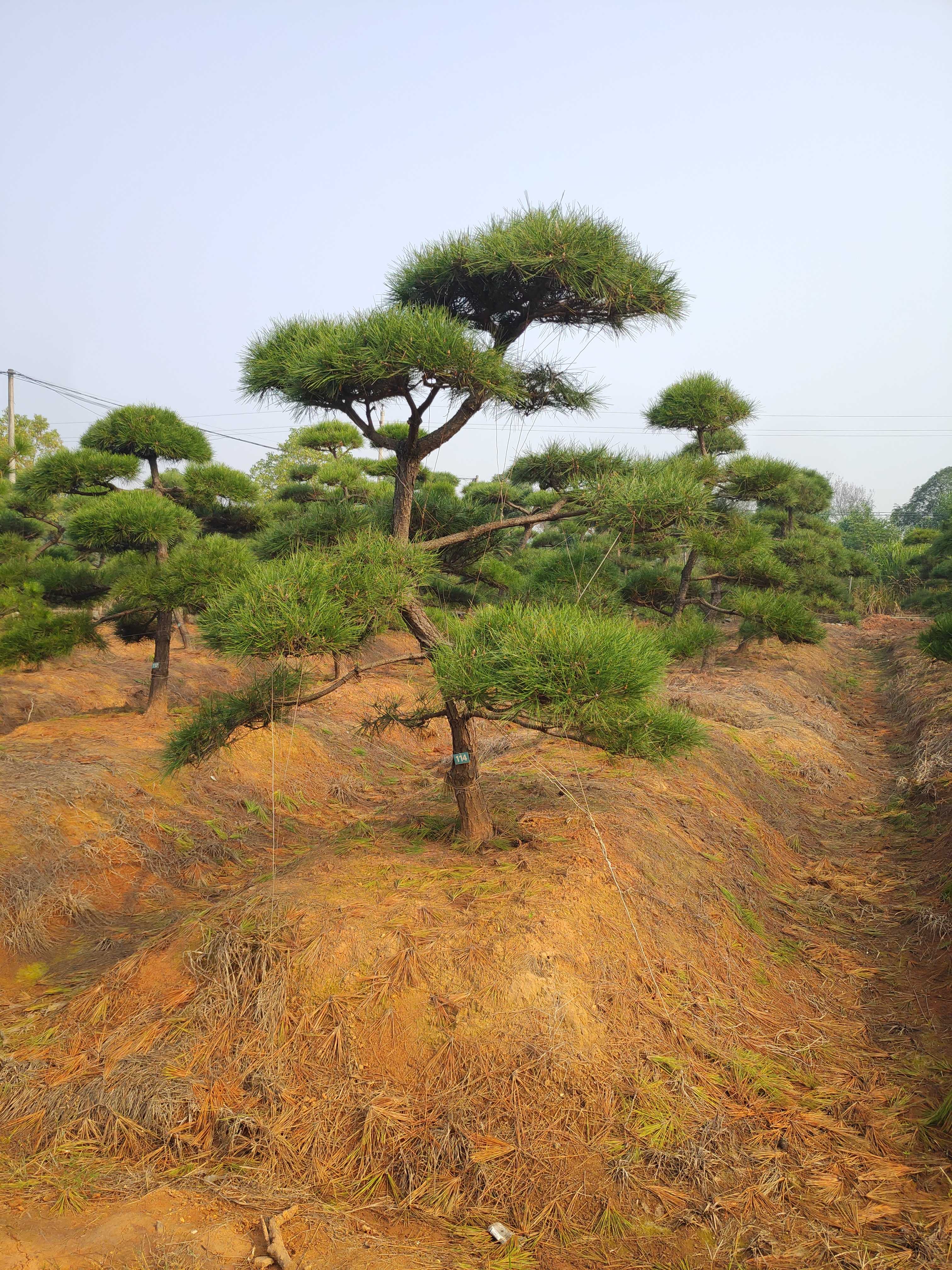 黑松图片