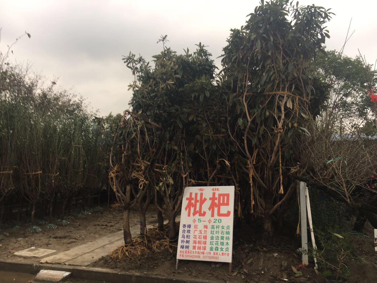 费叶清图片