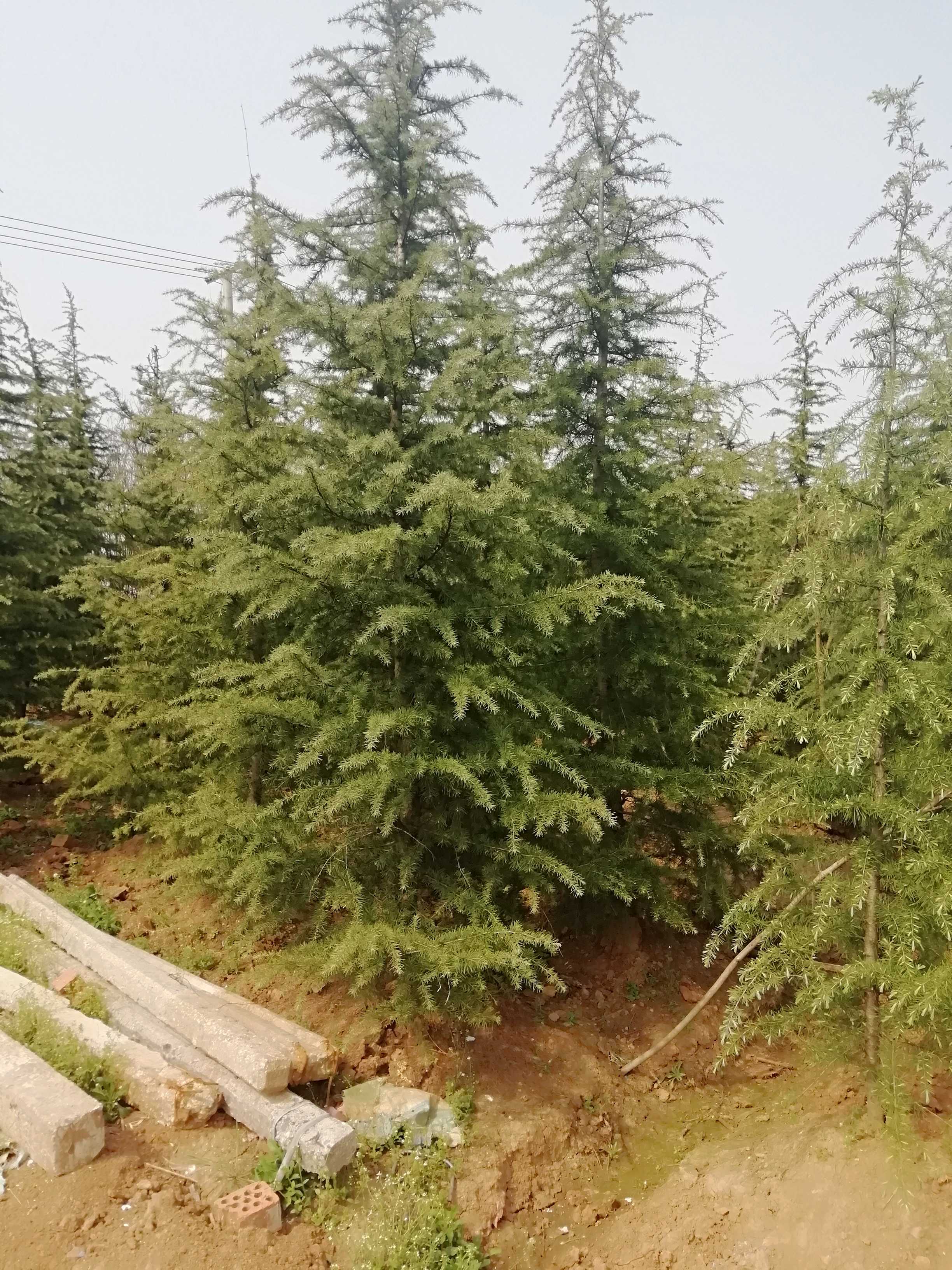 雪松图片