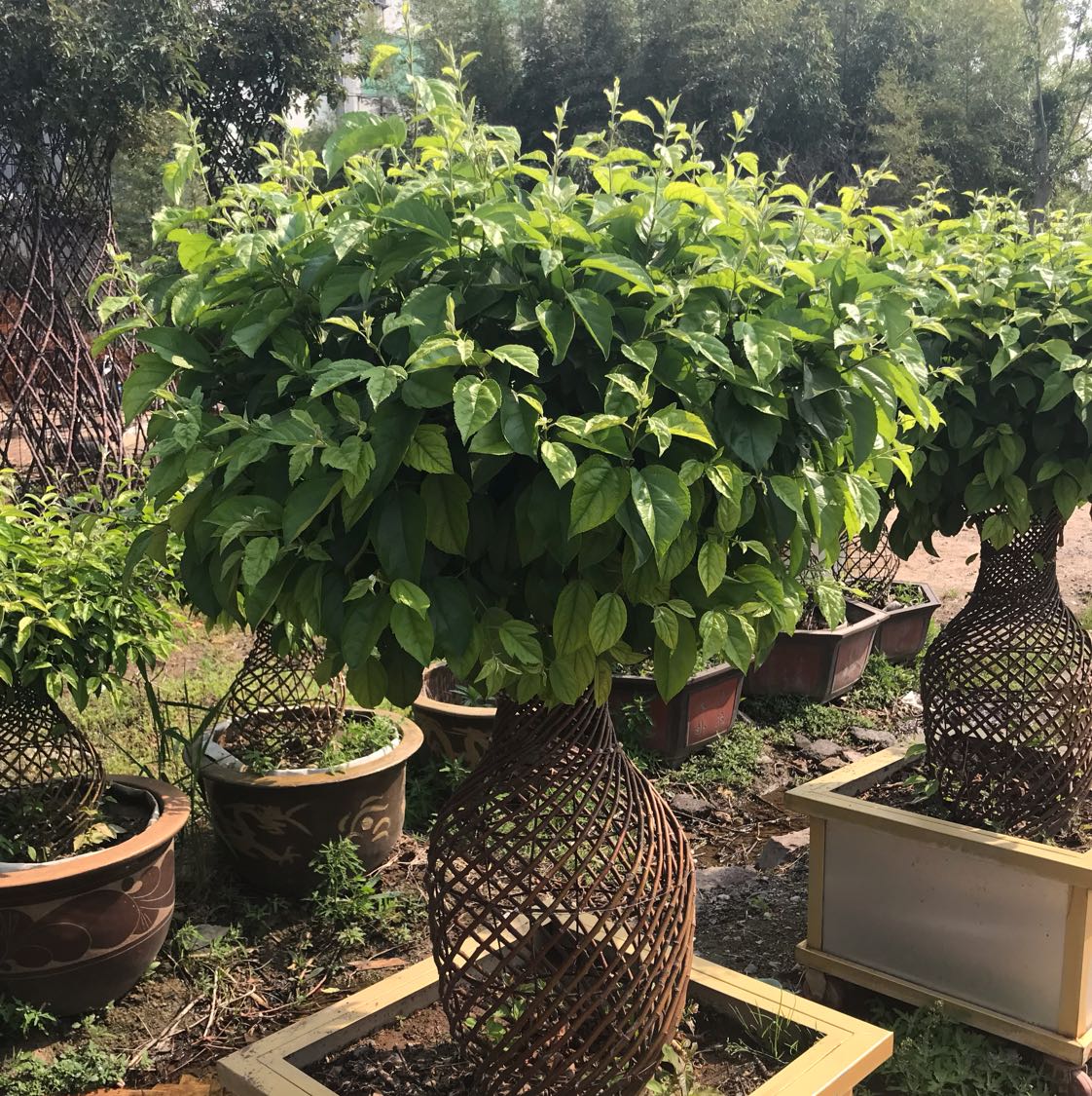 松露苗木图片