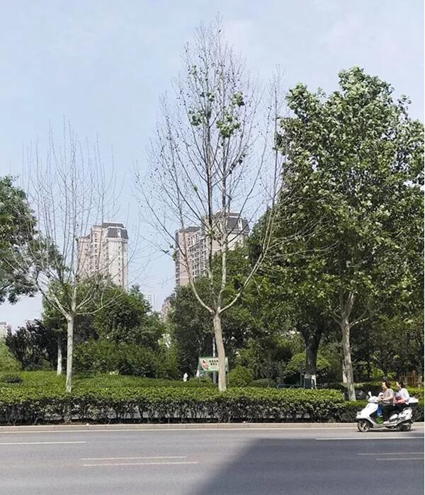 乡土树种也异常，原因何在？（下）树木种后出现“成活”和长期“存活”问题解析