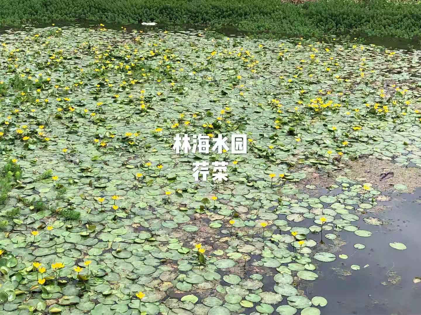 荇菜图片