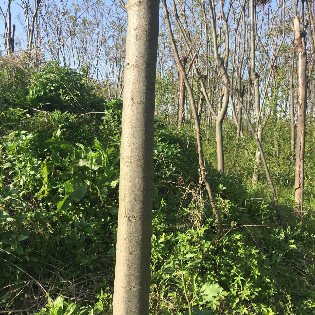 宜兴市芙蓉寺花木场图片