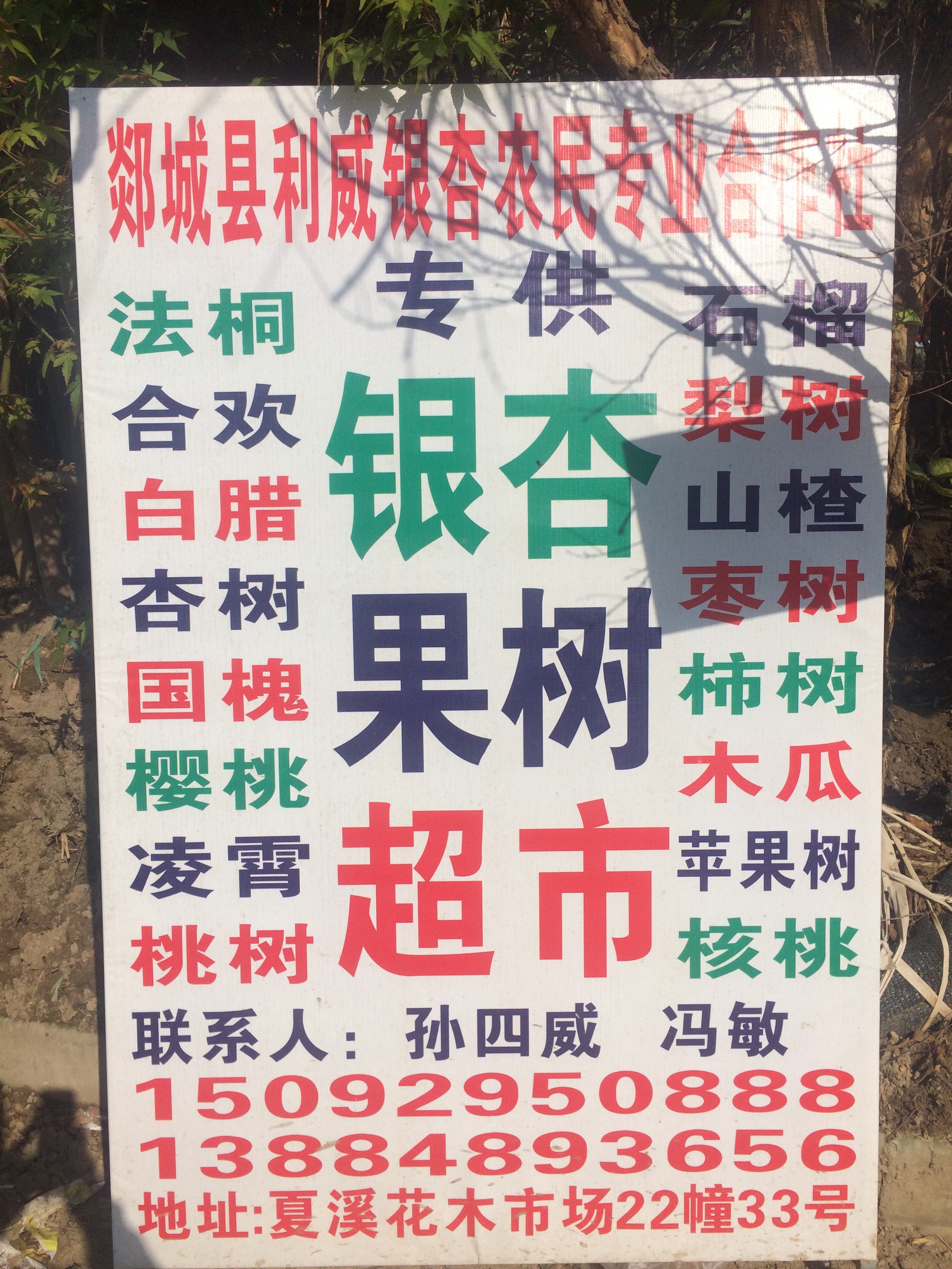 郯城县利威银杏农民专业合作社图片