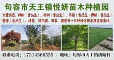 句容市天王镇悦妍苗木种植园图片
