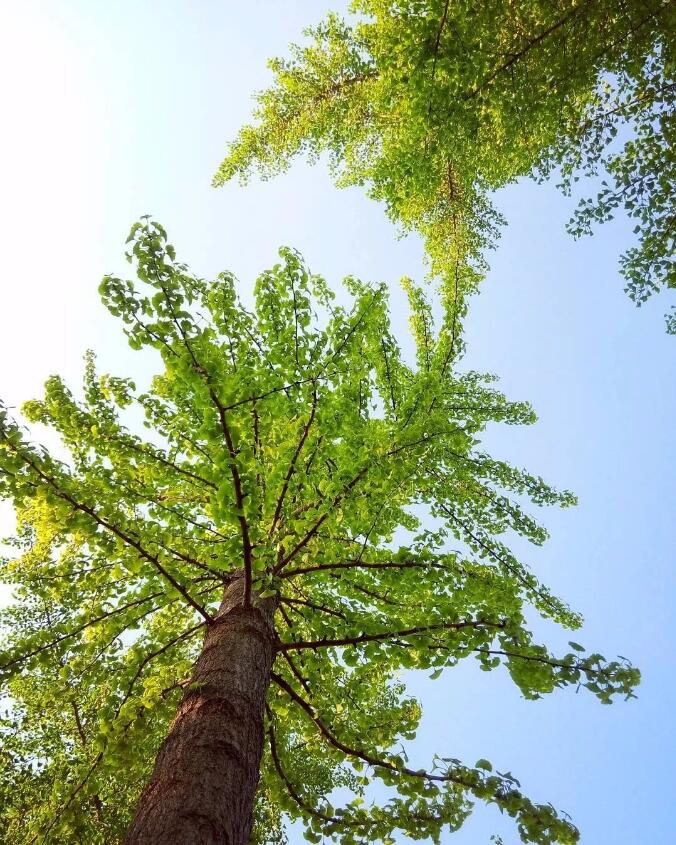 国际树木学会选购苗木标准——一套客观公正的树木规格标准建议