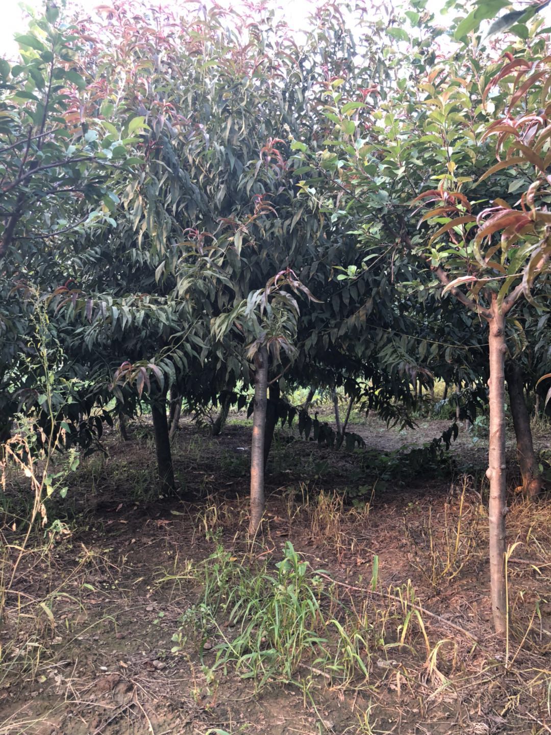 碧桃图片
