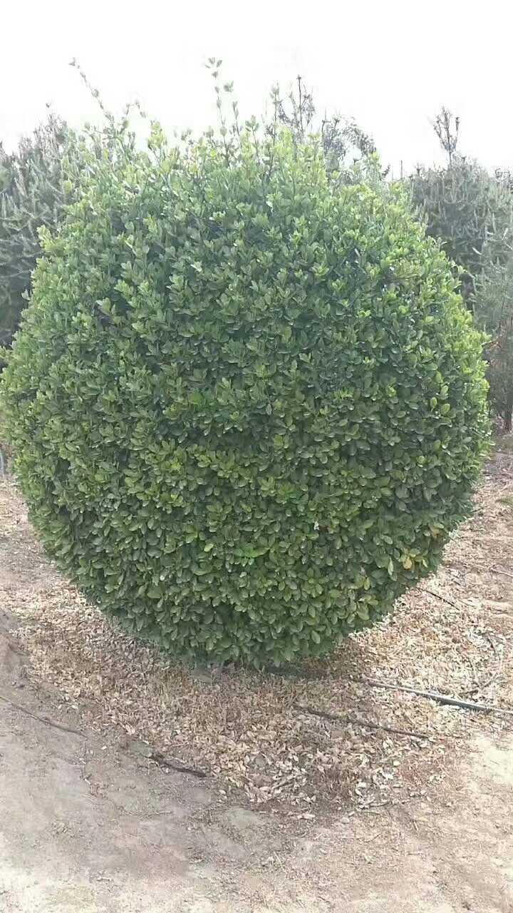 大叶黄杨图片