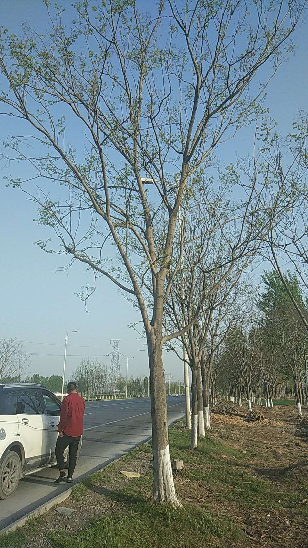 黄山栾树图片