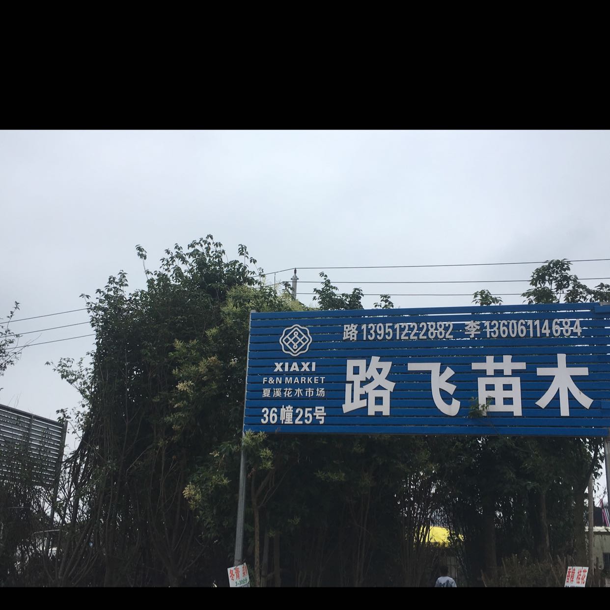 路飞苗木