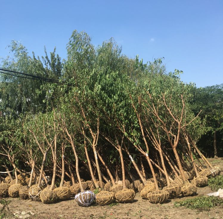 碧桃图片
