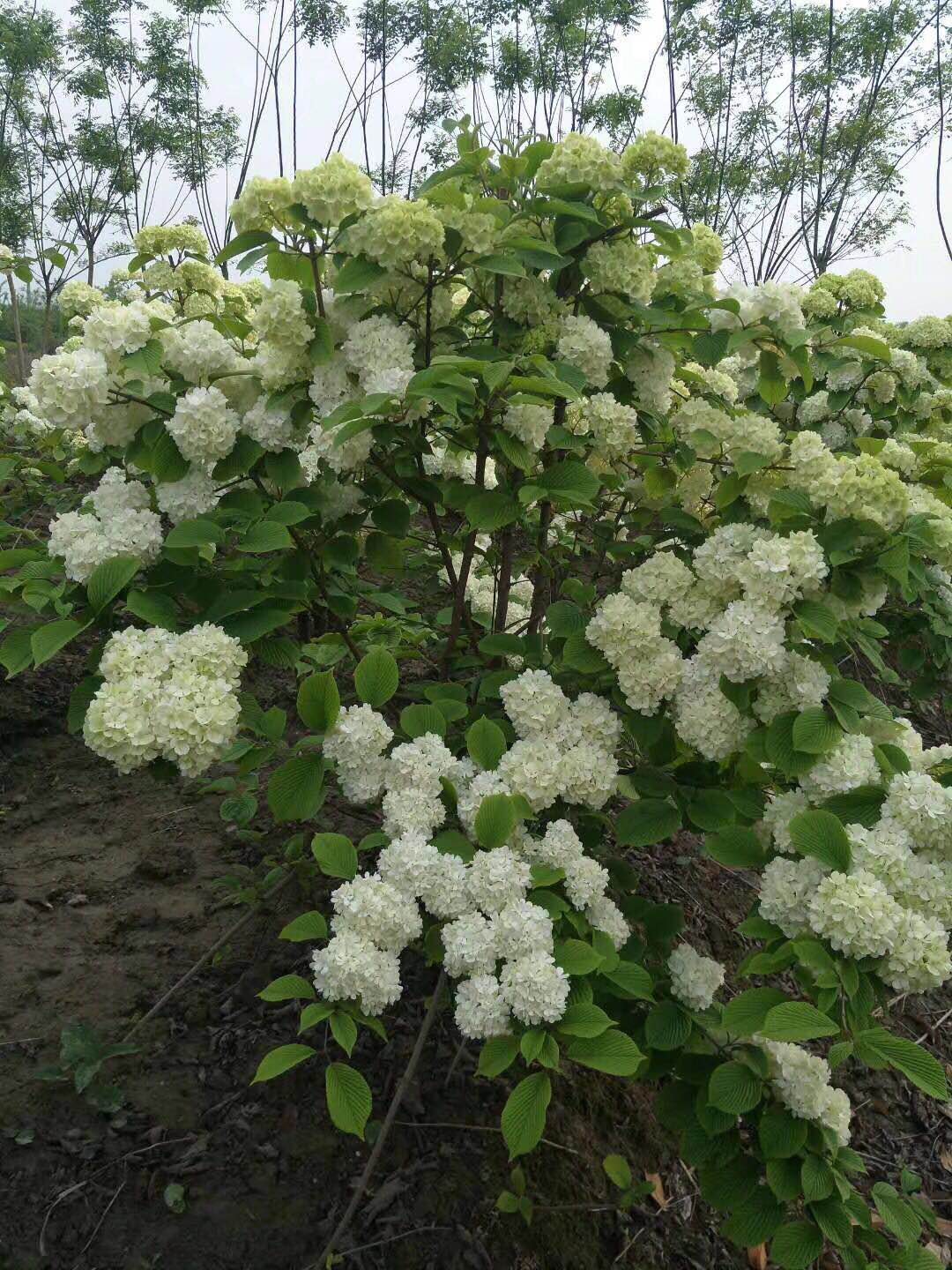 木绣球图片