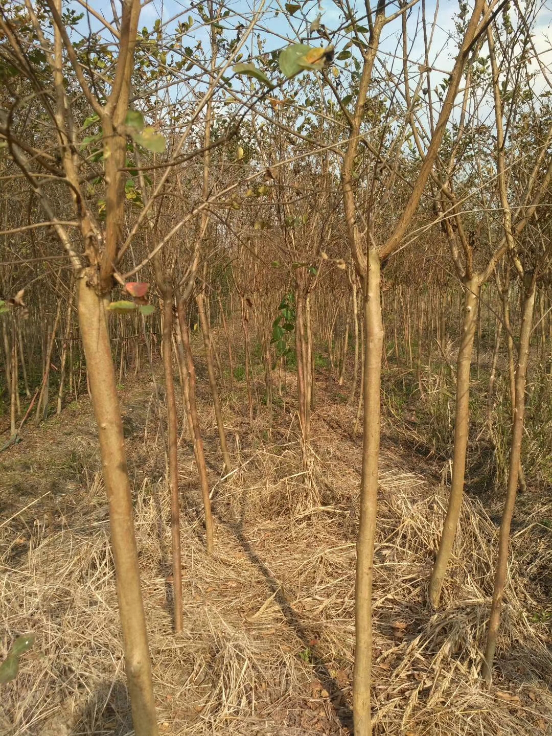 紫薇图片
