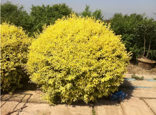 苗木行业最后的竞争是新品种的竞争