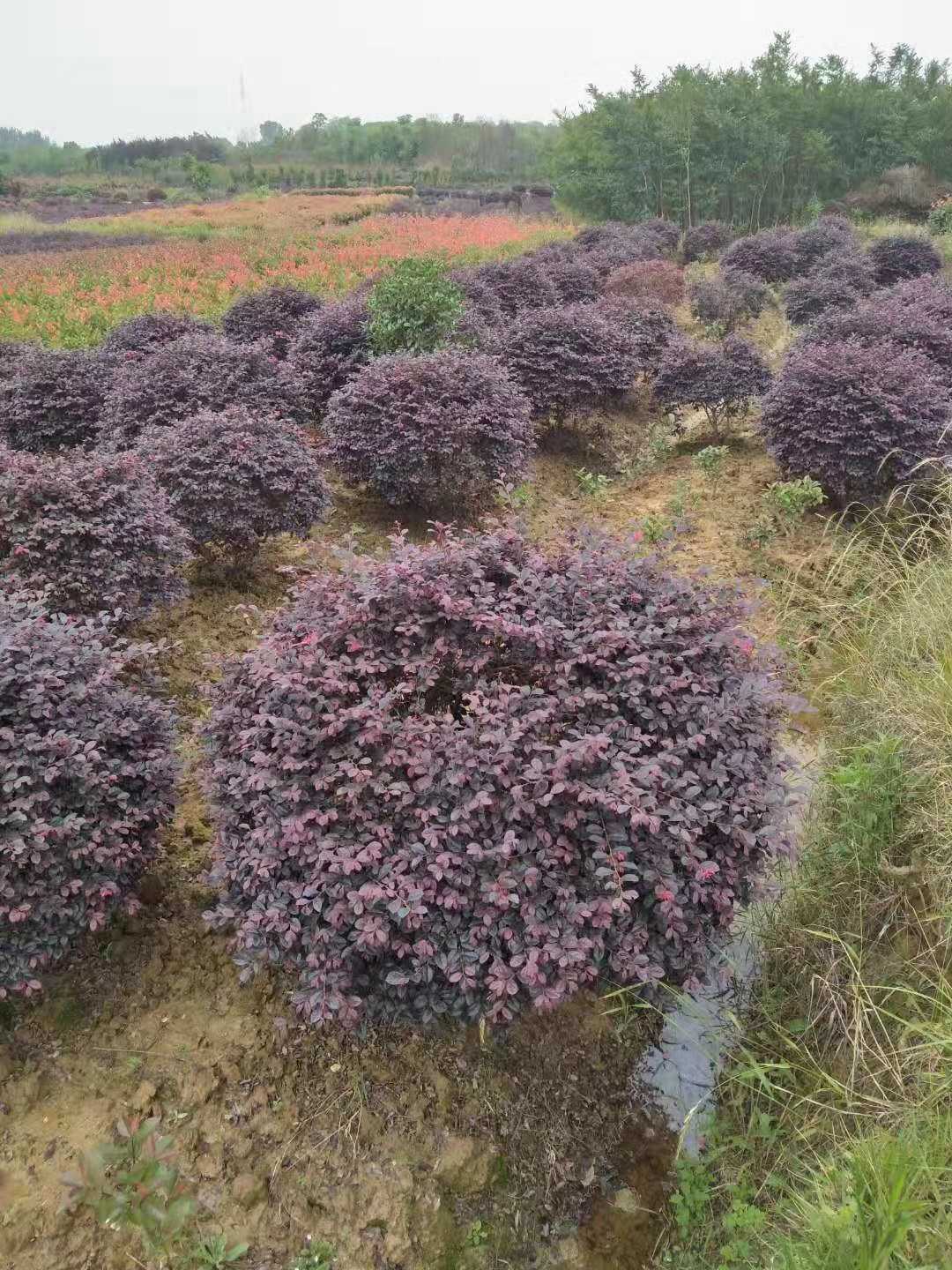 红花檵木图片