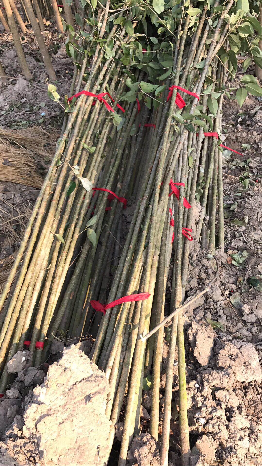 大叶女贞图片