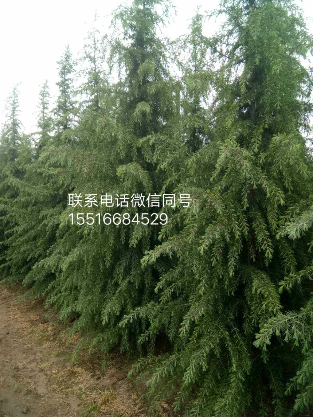 豫缘花木，雪松种植。