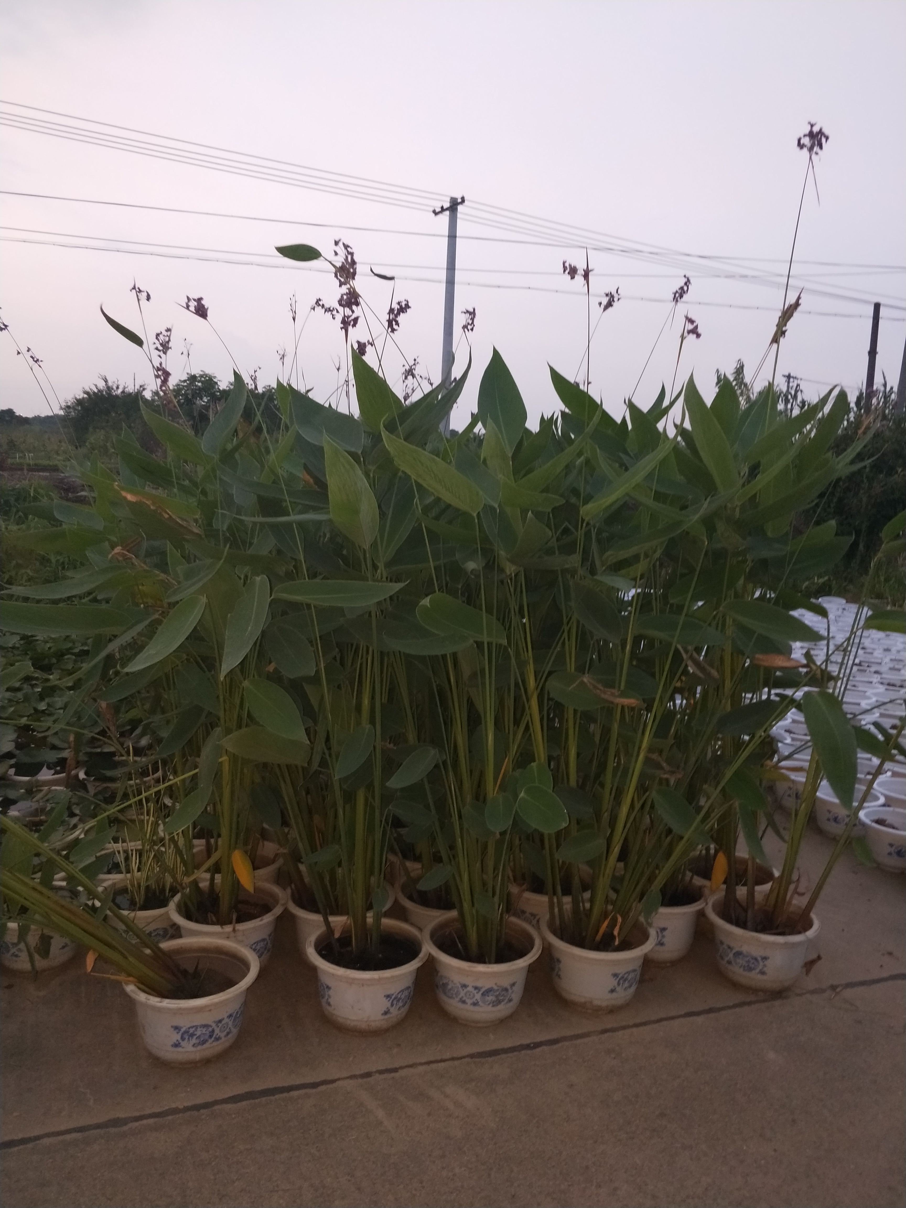 荷花图片