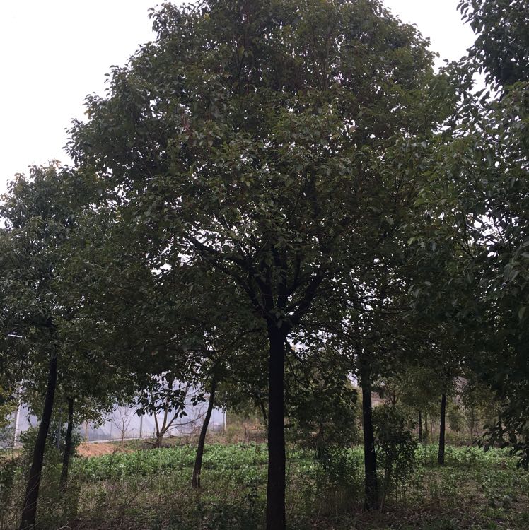 香樟图片