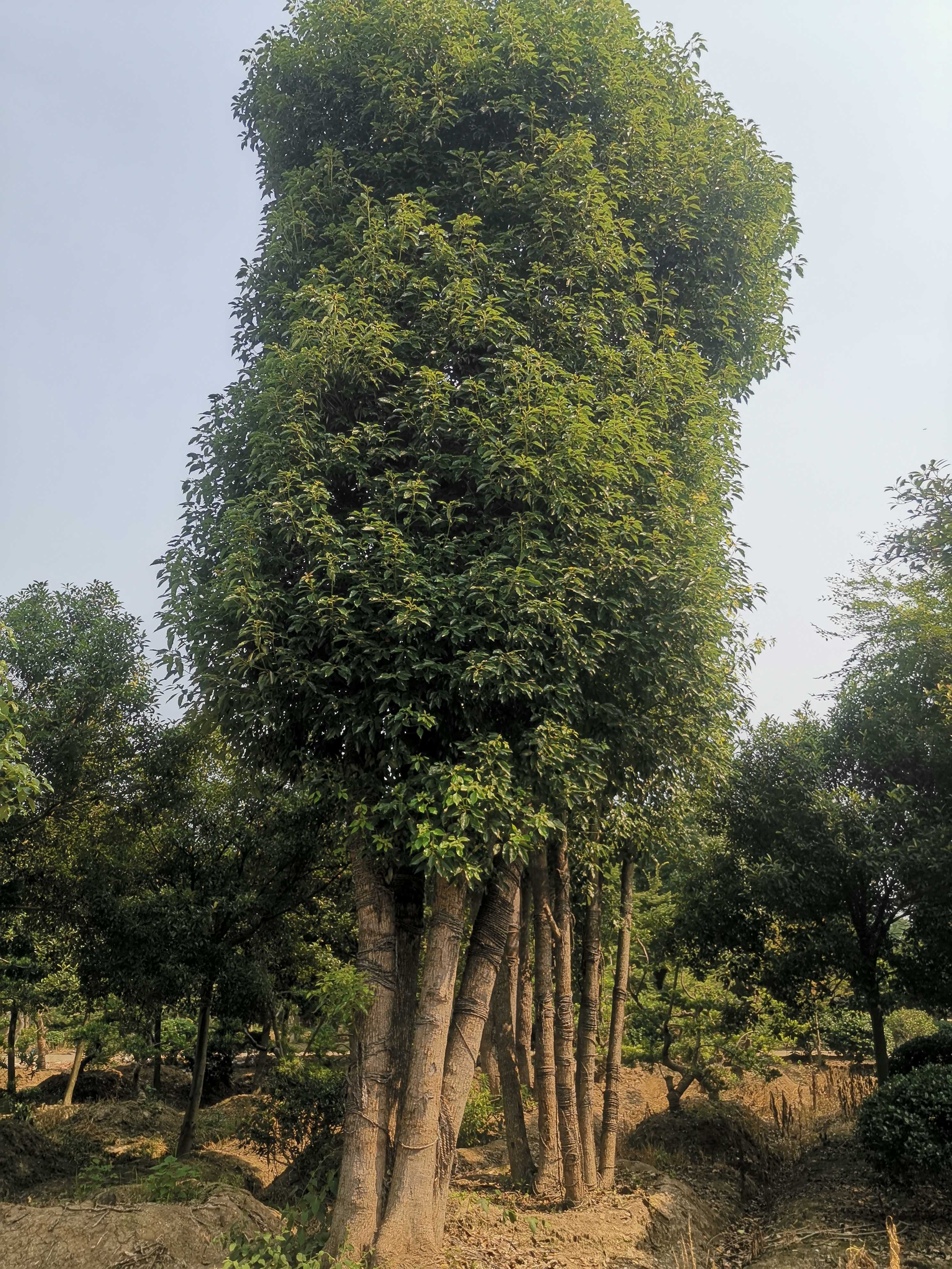 香樟图片