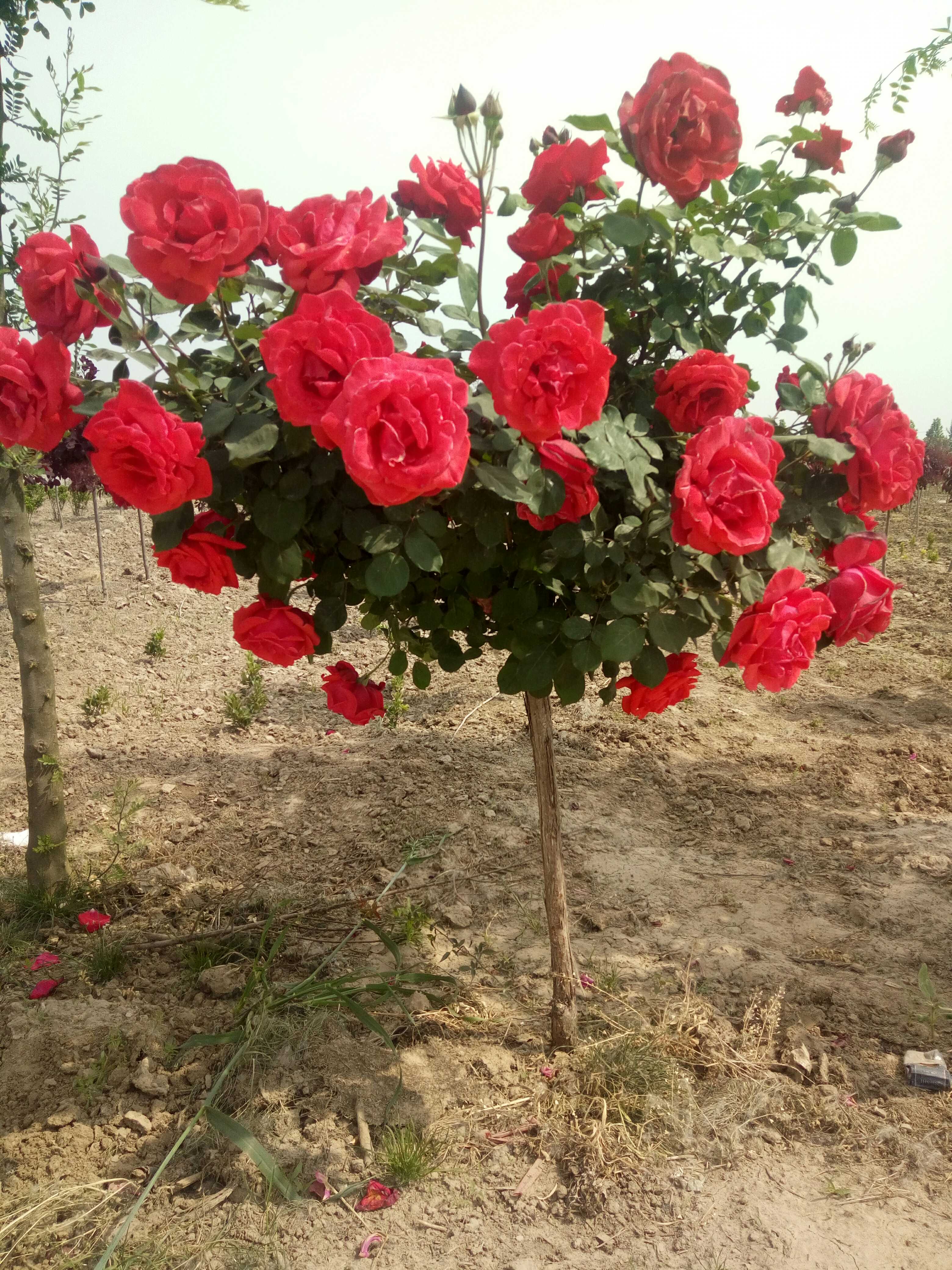 花木责任有限公司图片