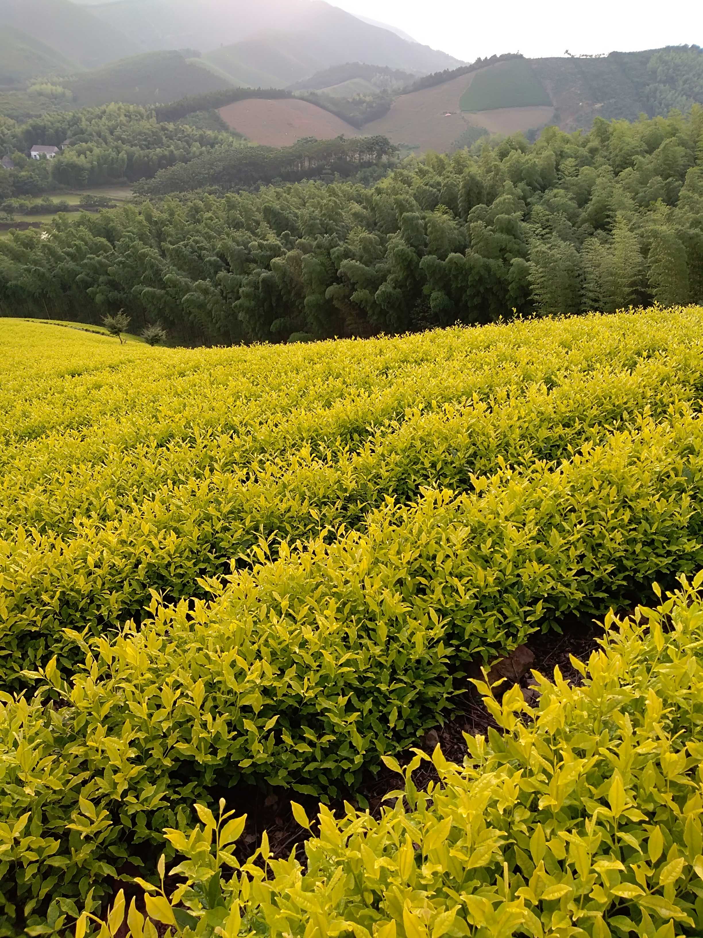 兰峰苗木种植园图片