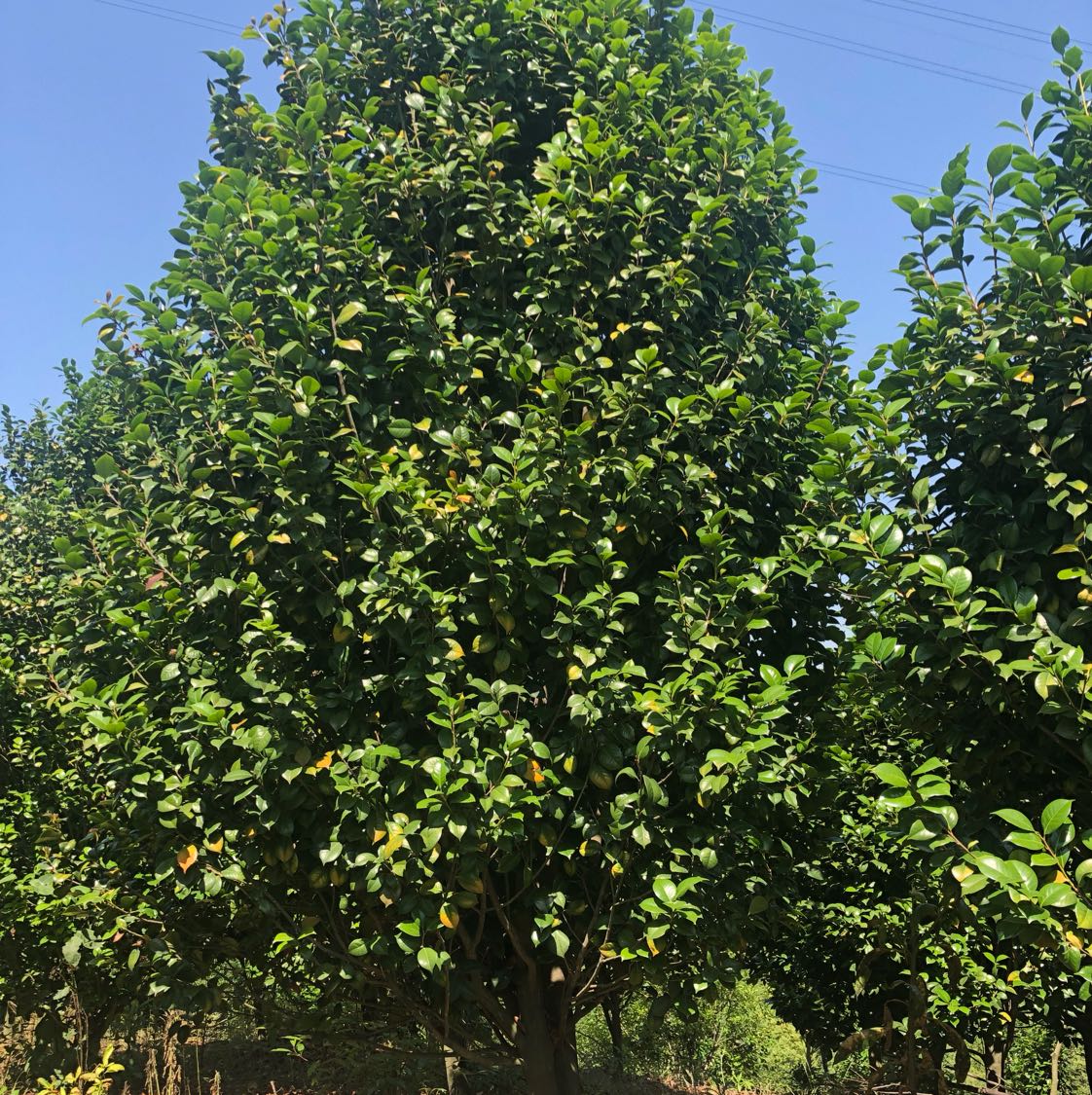 红露珍茶花图片