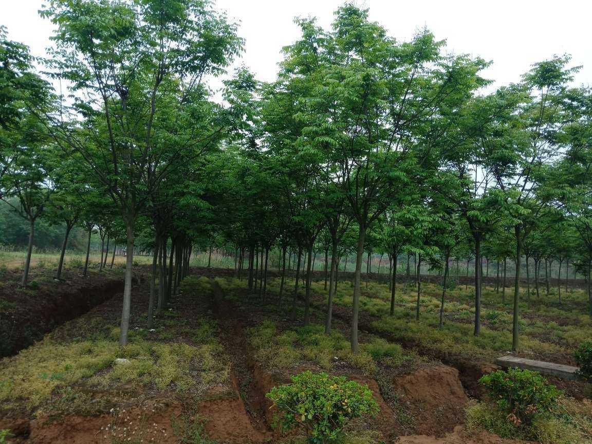 黄山栾树图片