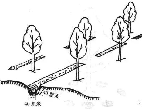 一年之中，秋季是施肥的最好季节，图解4种树木施肥法，一看就会！