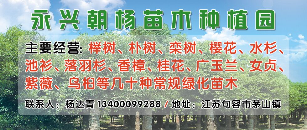 句容市茅山镇永兴朝杨苗木种植园图片