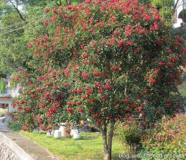 野鸭椿_地径7cm_价格680元_夏溪花木网_夏溪花木市场官网