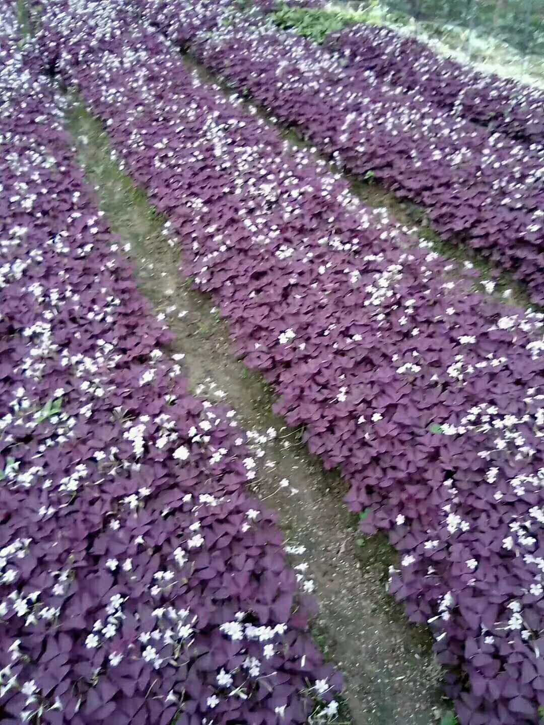 红花酢浆草图片