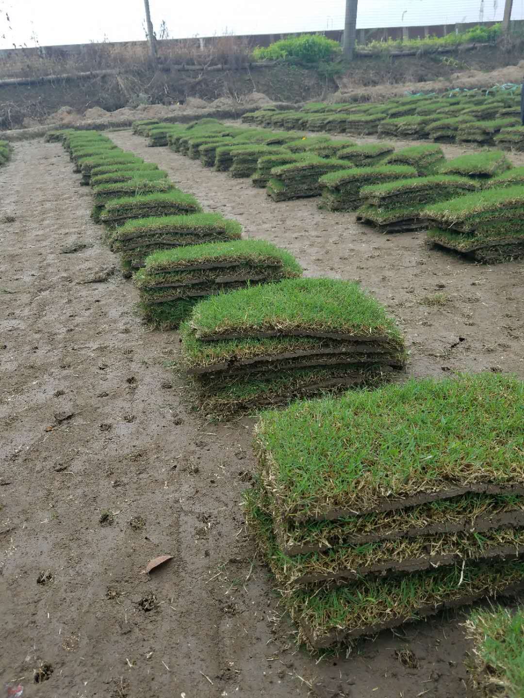 百慕大+黑麦草坪图片