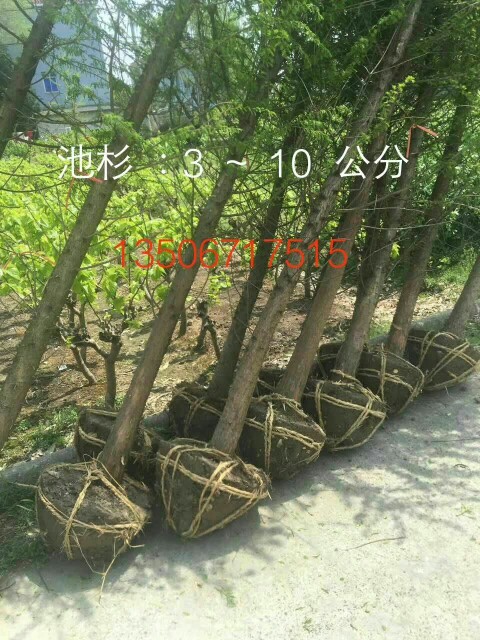 池杉图片
