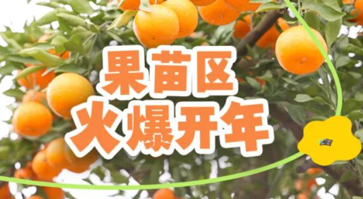 夏溪花木市场果苗区开年即旺季！