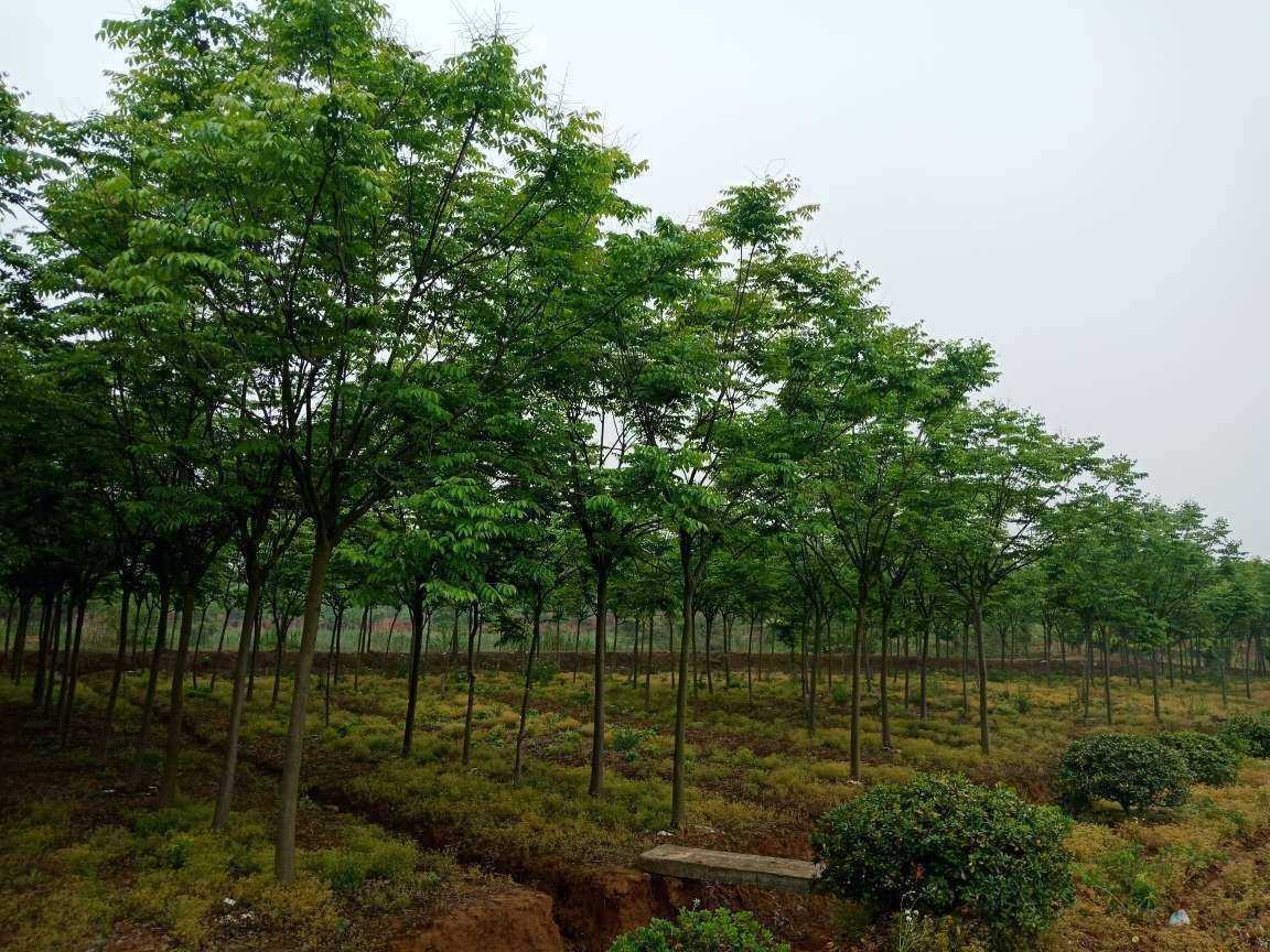 黄山栾树图片