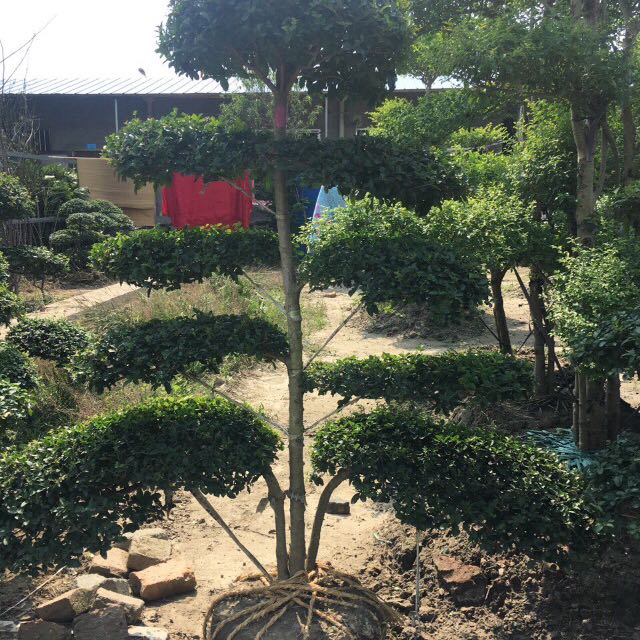镇江墅源茶叶专业合作社