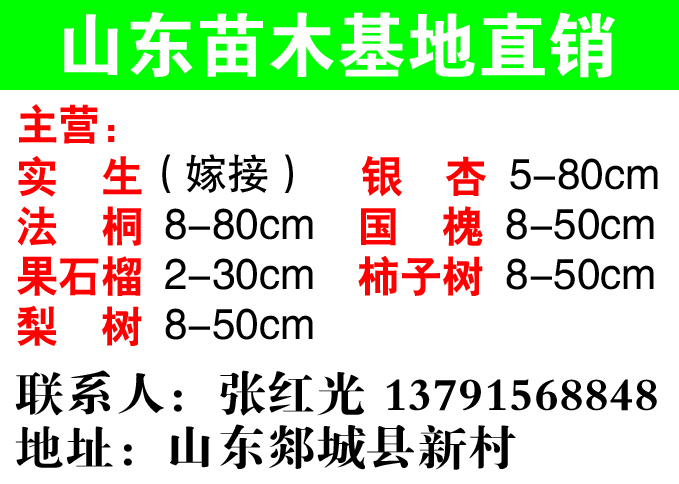 山东郯城县苗木基地直销