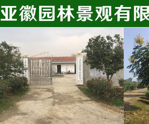 滁州亚徽园林景观有限公司