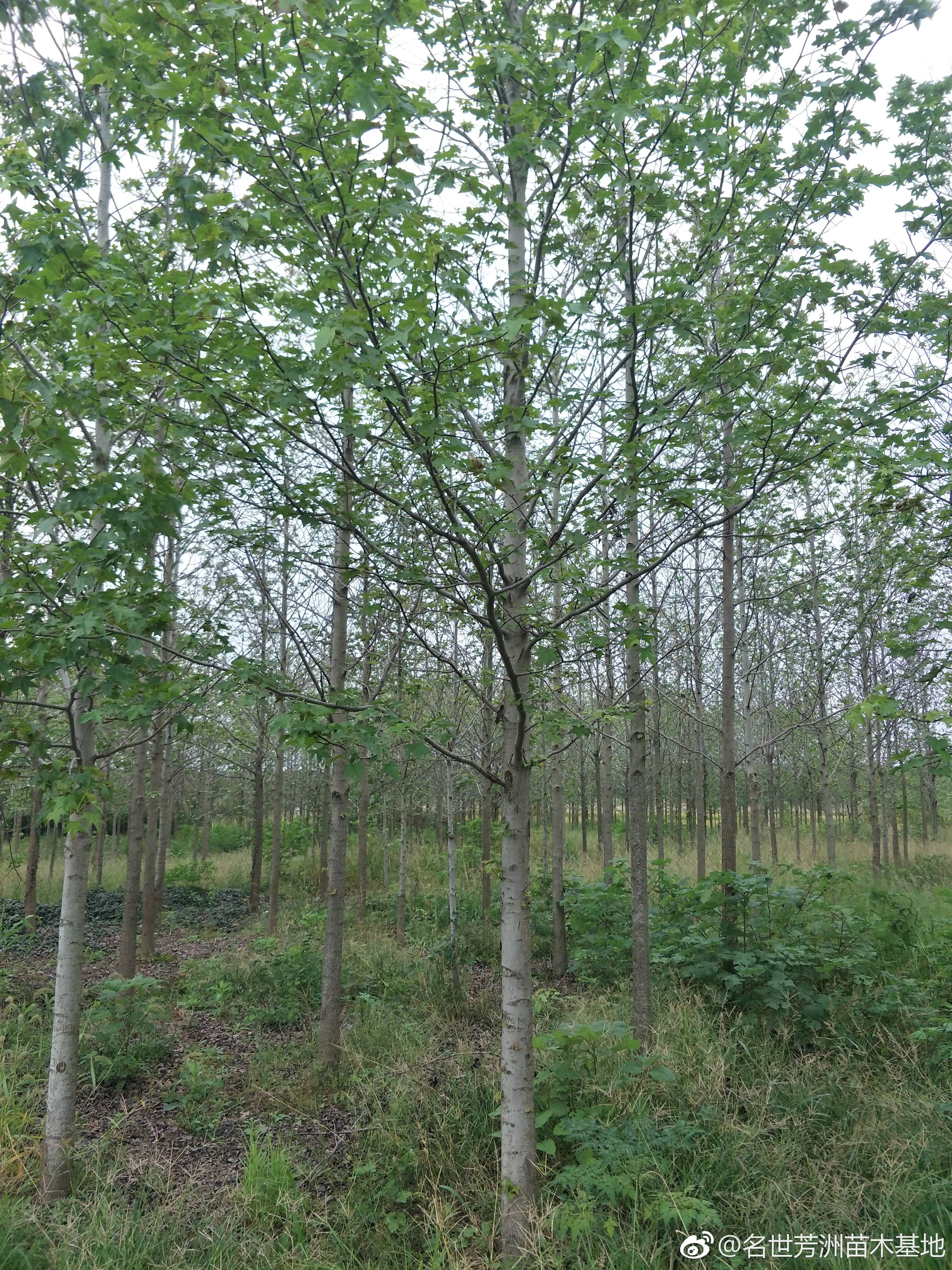 北美枫香图片