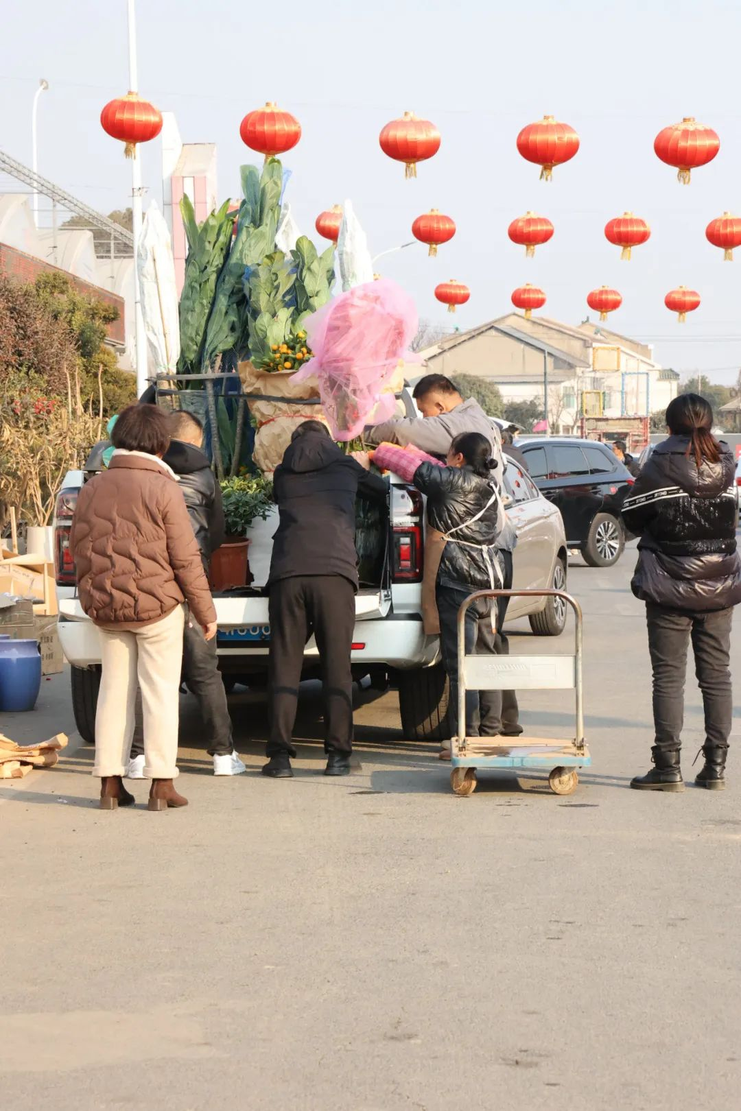 夏溪花木市场年宵花引发抢购热潮，多地货源紧急集聚