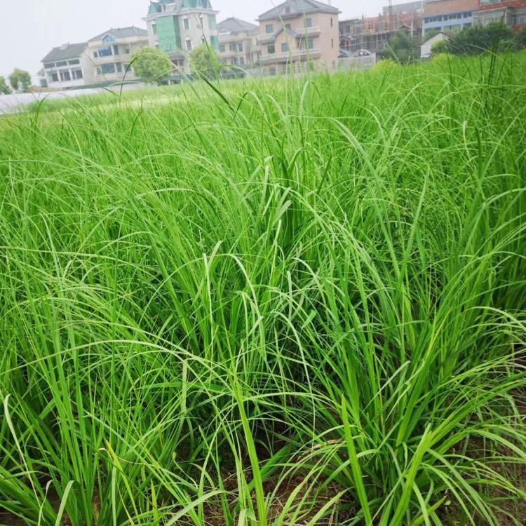 狼尾草图片