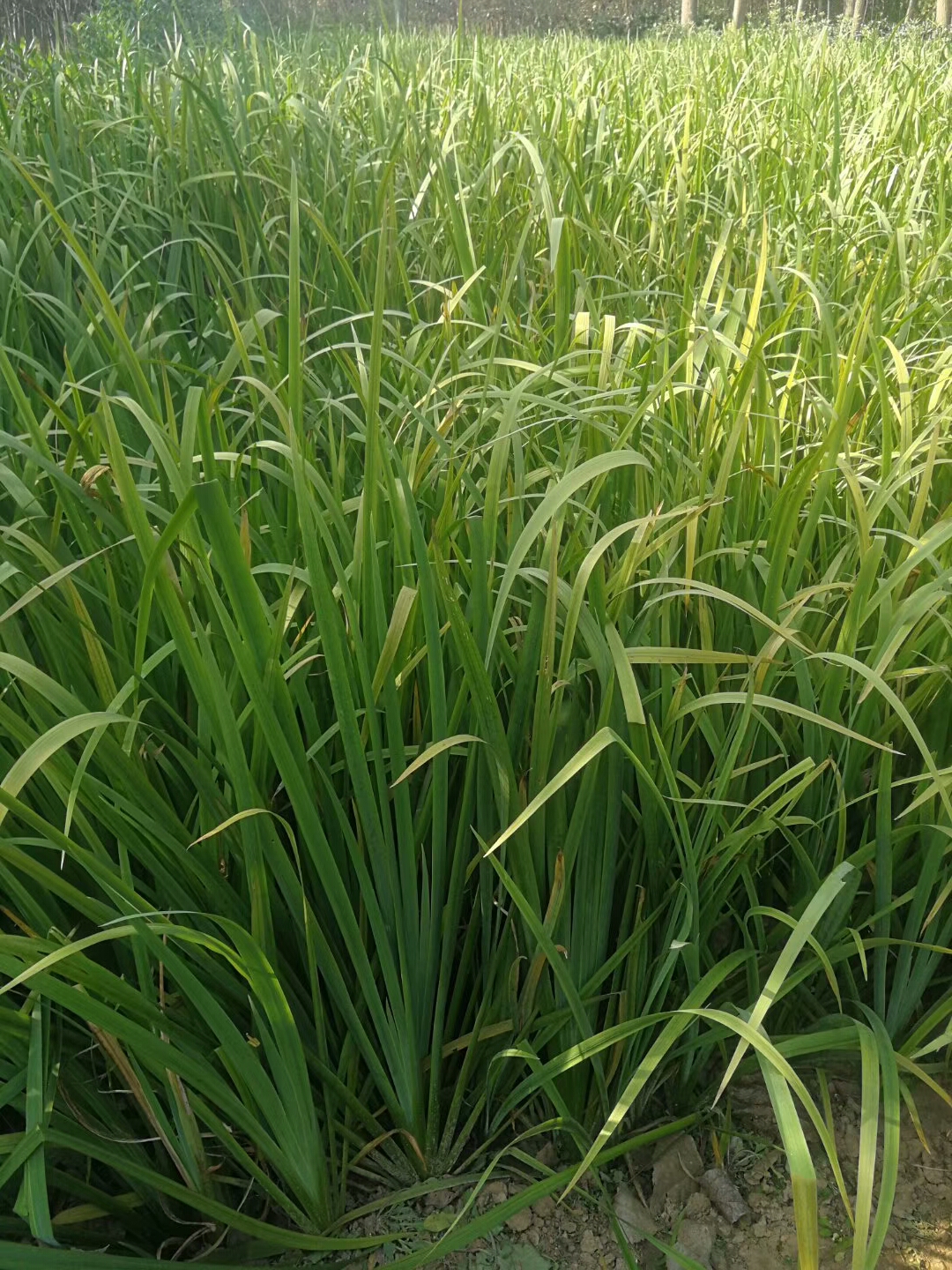 黄菖蒲图片