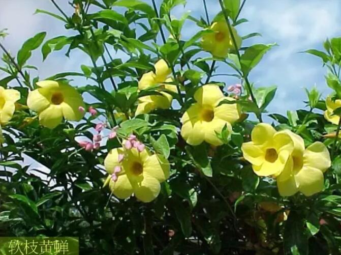 常用木质藤本植物资料集