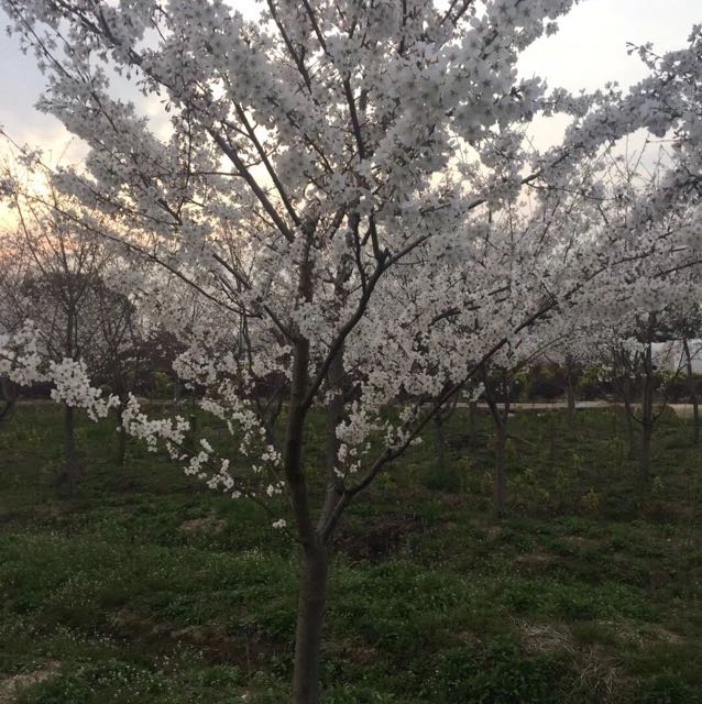 皇甫花木市场