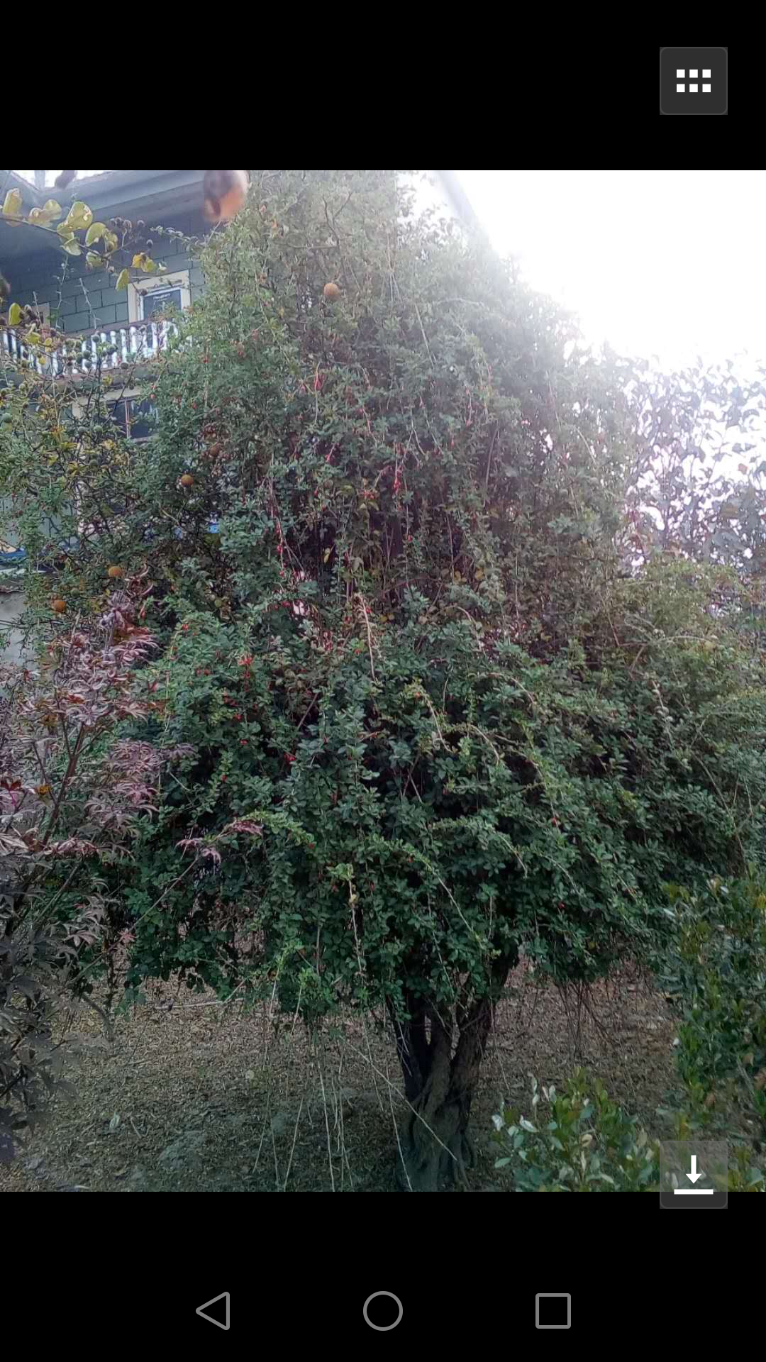 枸杞子图片